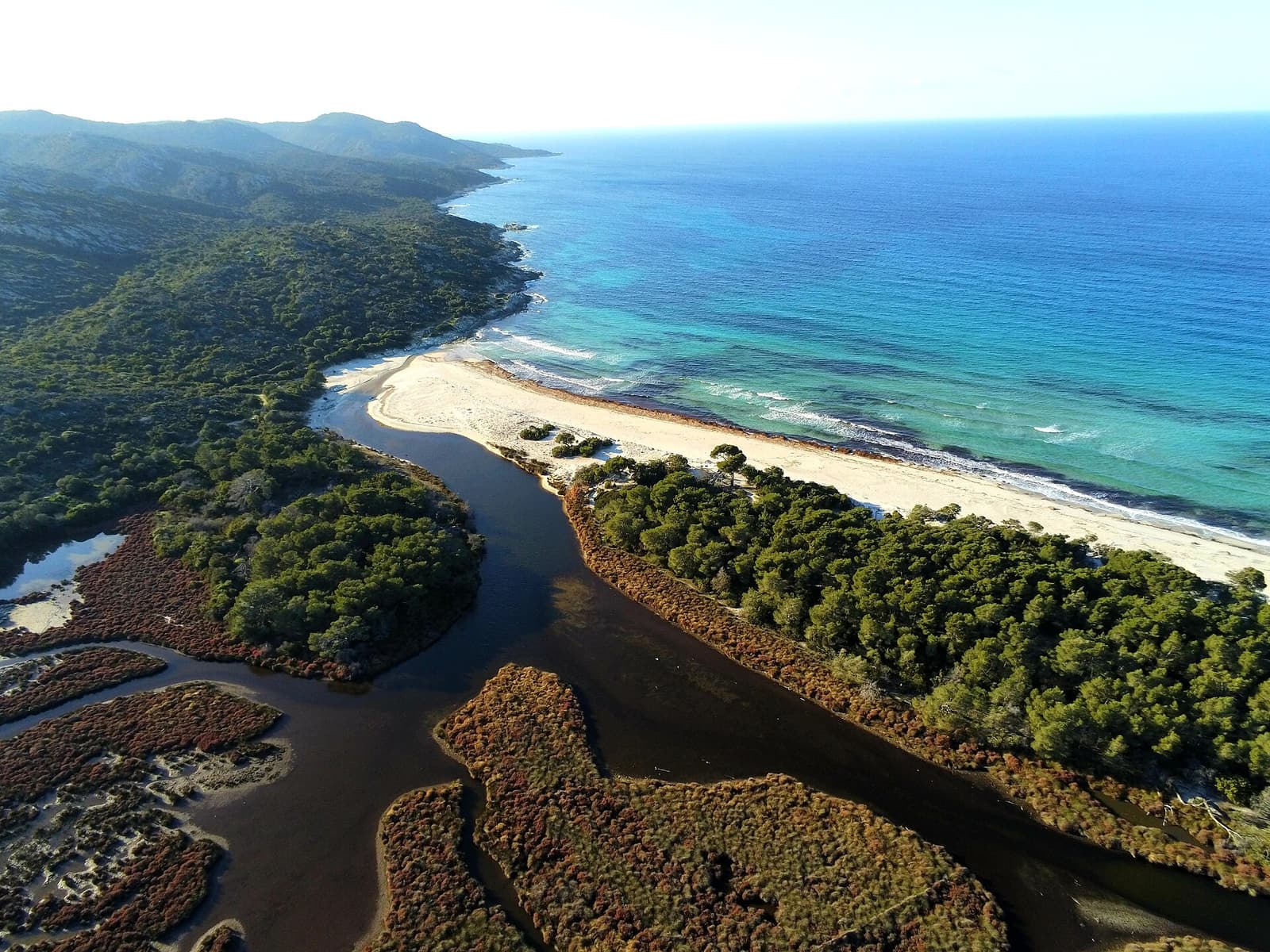 Aerial view of Saleccia beach, a curve of white sand between pine woods and clear turquoise sea